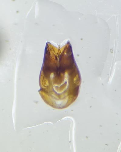 Réf. 301 724 : Chrysura dichroa